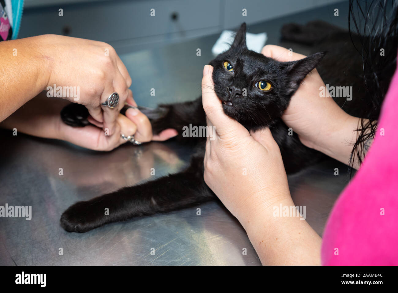 Placing an intravenous catheter in a sedated cat before surgery by a