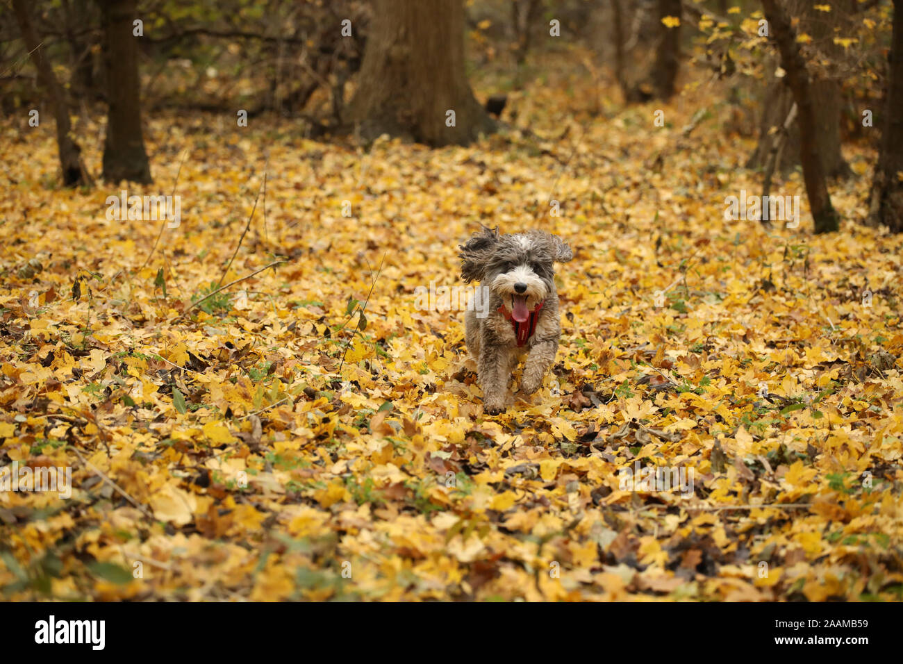 Cookie the cockapoo dog enjoying a beautiful golden scene as fallen ...