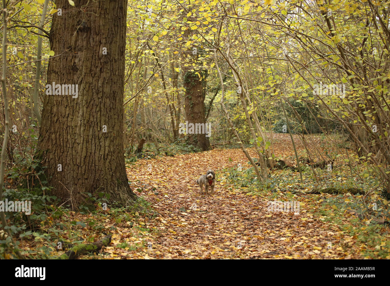 Cookie the cockapoo dog enjoying a beautiful golden scene as fallen ...