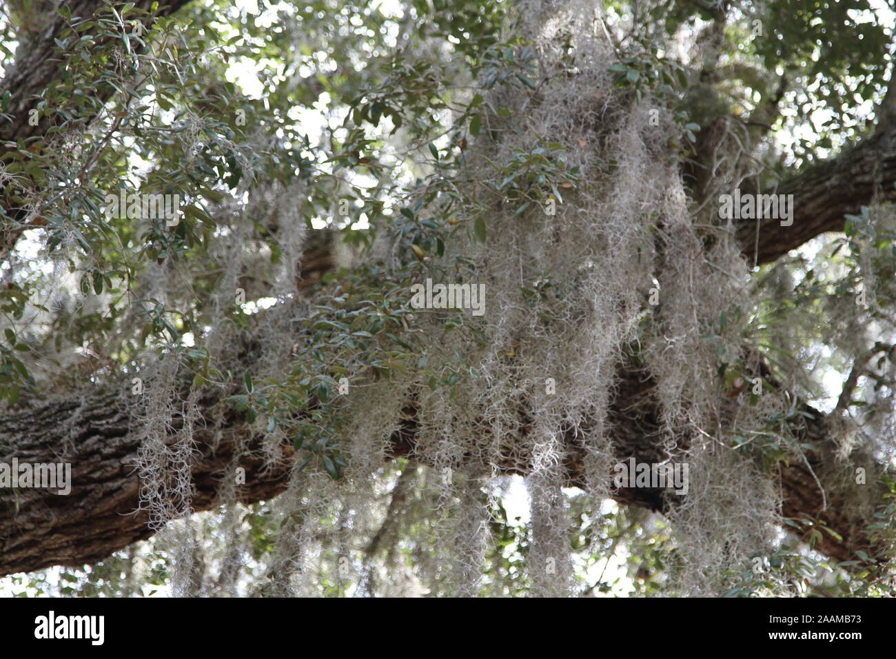 Spanish moss live oak tree florida hires stock photography and images