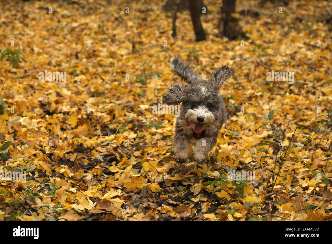 Beautiful cockerpoo hi-res stock photography and images - Alamy