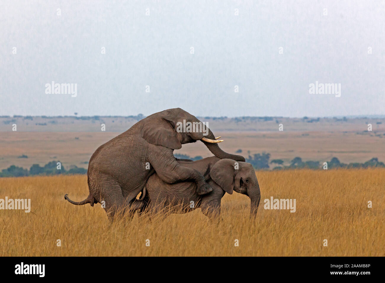 Afrikanischer Elefant - Paarung Stock Photo