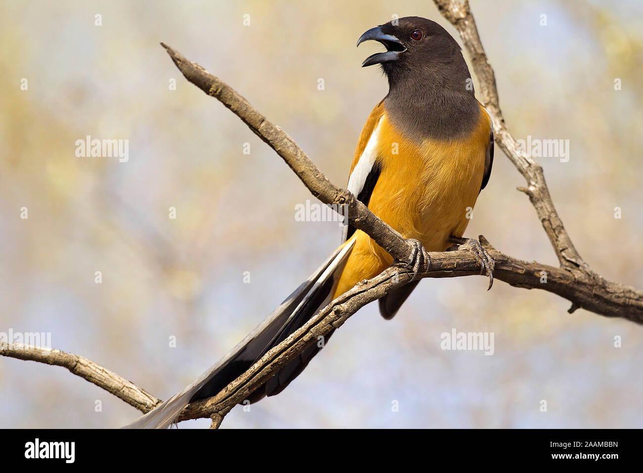 Wanderbaumelster auf Ast Stock Photo