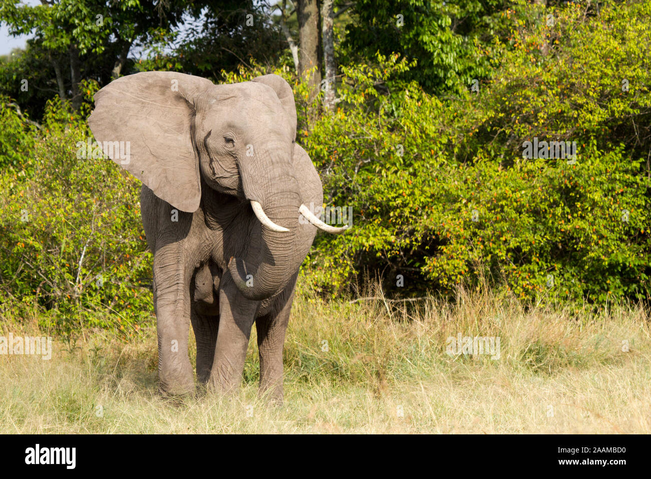 Afrikanischer Elefant Stock Photo