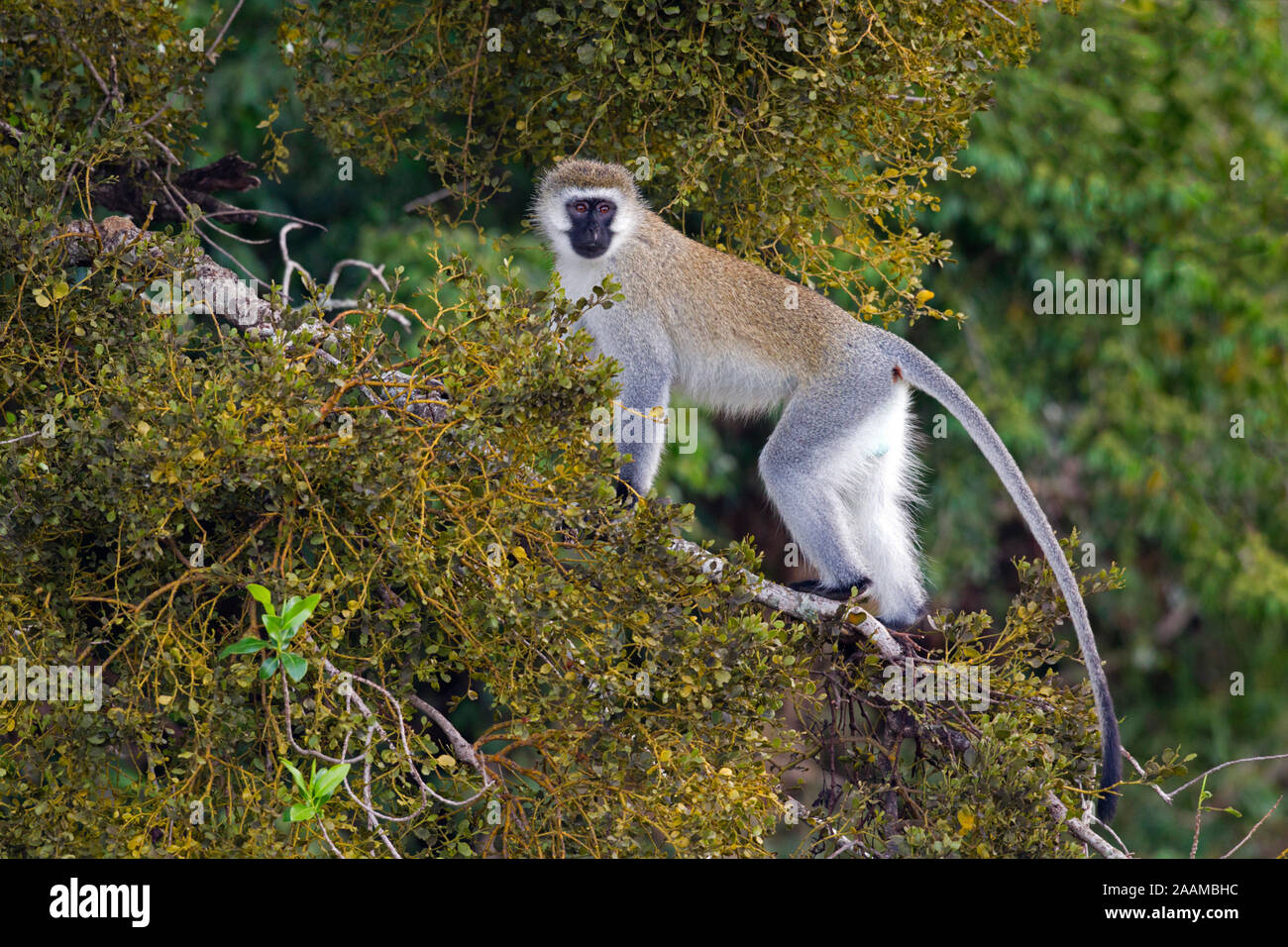 Grüne Meerkatze Stock Photo