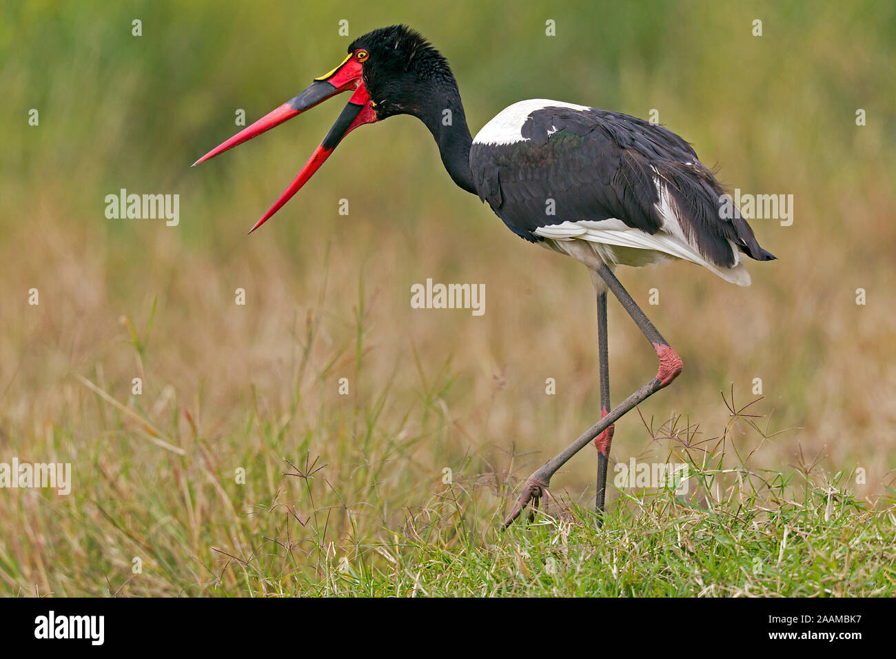 Storch Afrika High Resolution Stock Photography And Images Alamy
