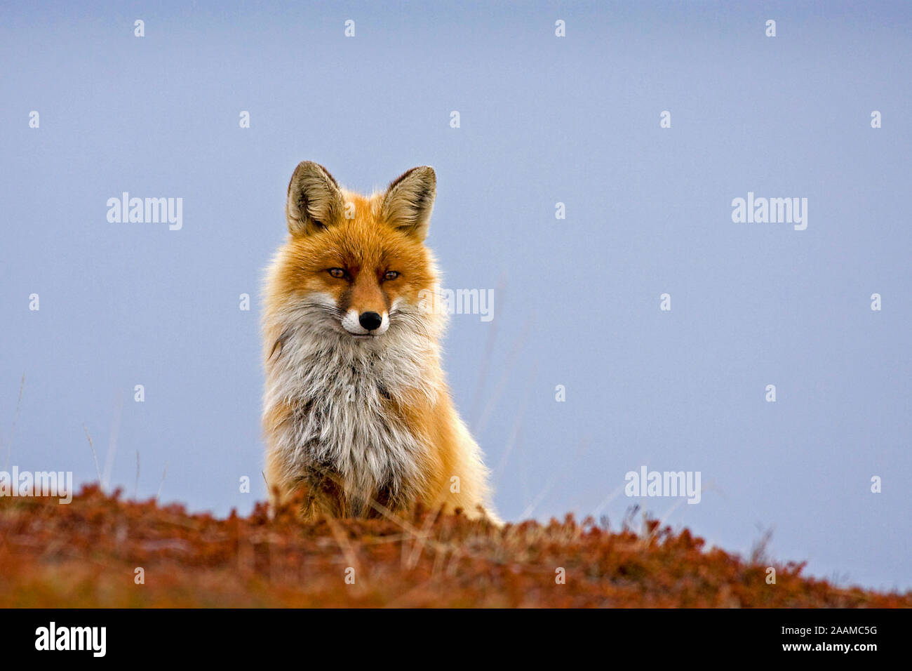 Rotfuchs | Red Fox Stock Photo