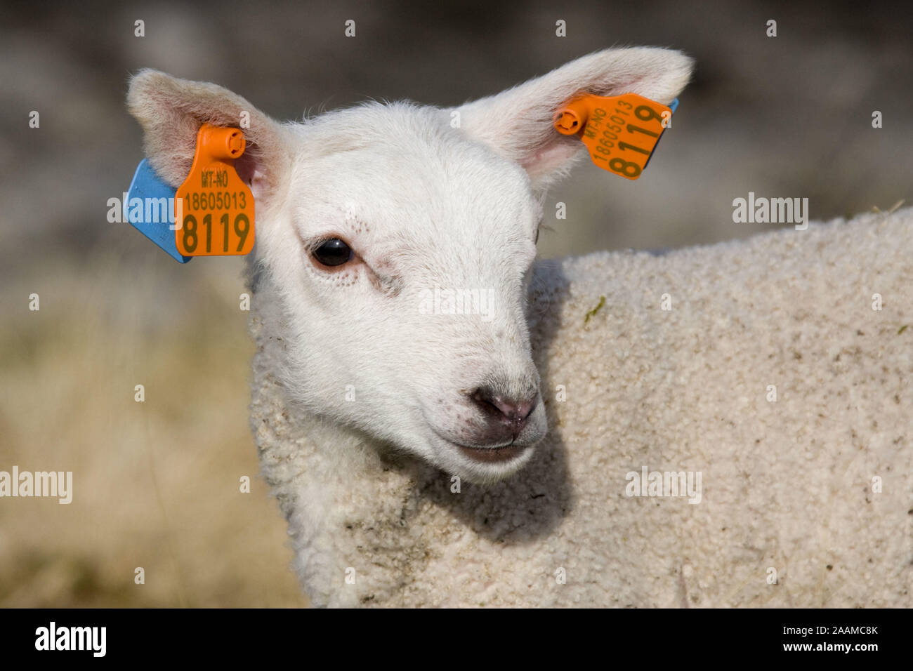Junges mit Ohrmarken vesehenes Lamm, Lofoten, Norwegen Stock Photo