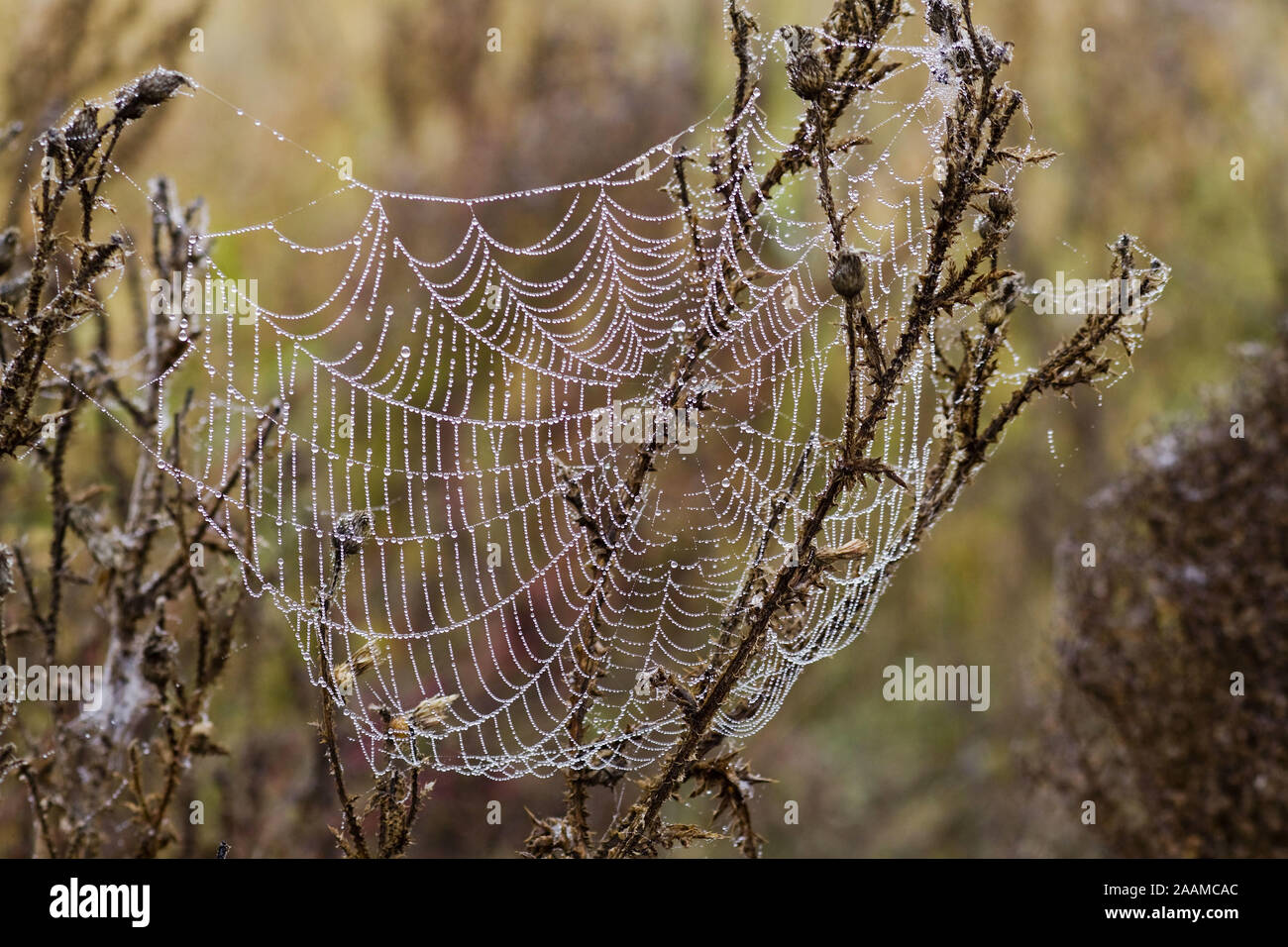 Tautropfen haengen im Spinnennetz am Morgen Stock Photo