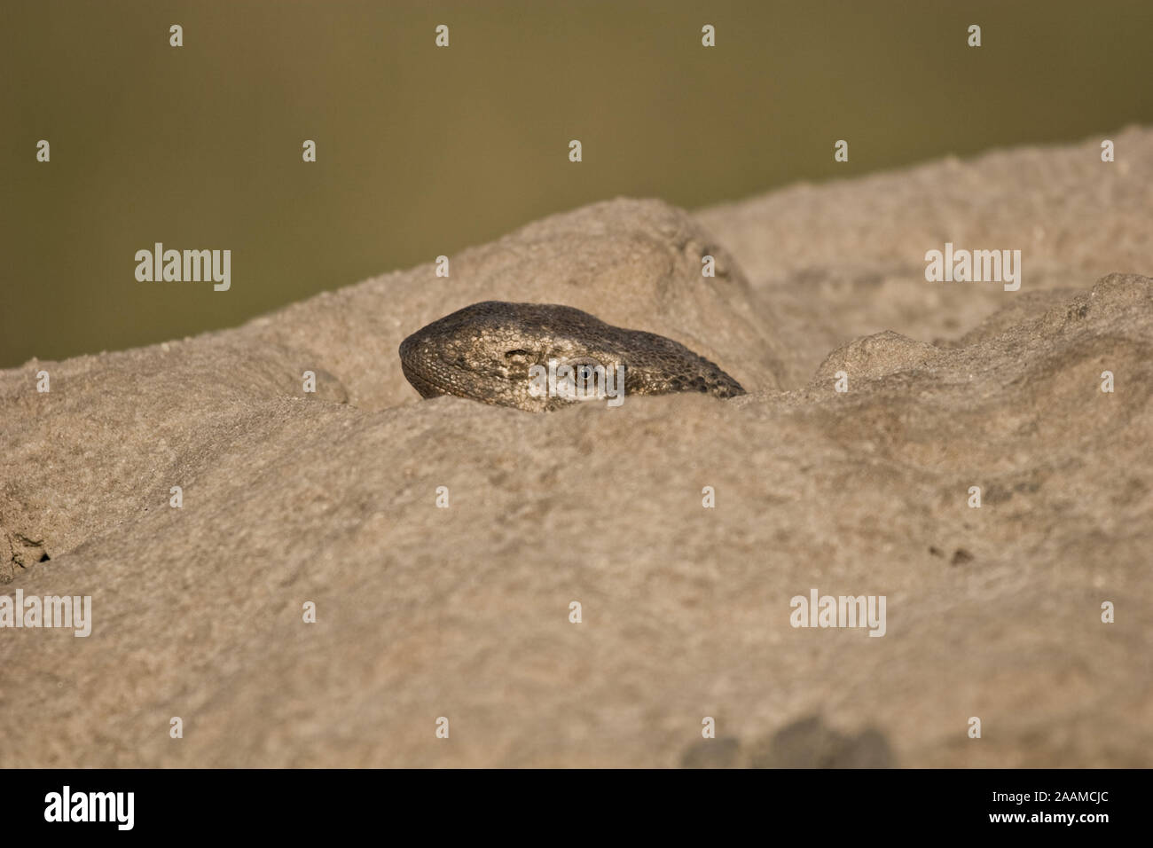 Steppenwaran | Varanus exanthematicus - Rock Monitor  Steppenwaran lugt aus seinem Tagesversteck  (Termitenhuegel) Etosha National Park Namibia Stock Photo
