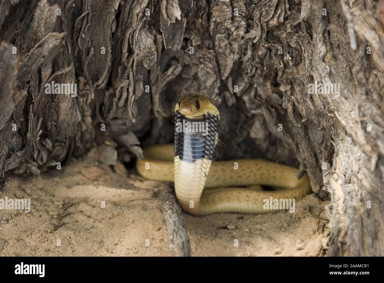 Kapkobra | Cape Cobra - Naja nivea  Junge Kapkobra in Abwehrstellung Kalahari Gemsbock NP, Suedafrika Stock Photo