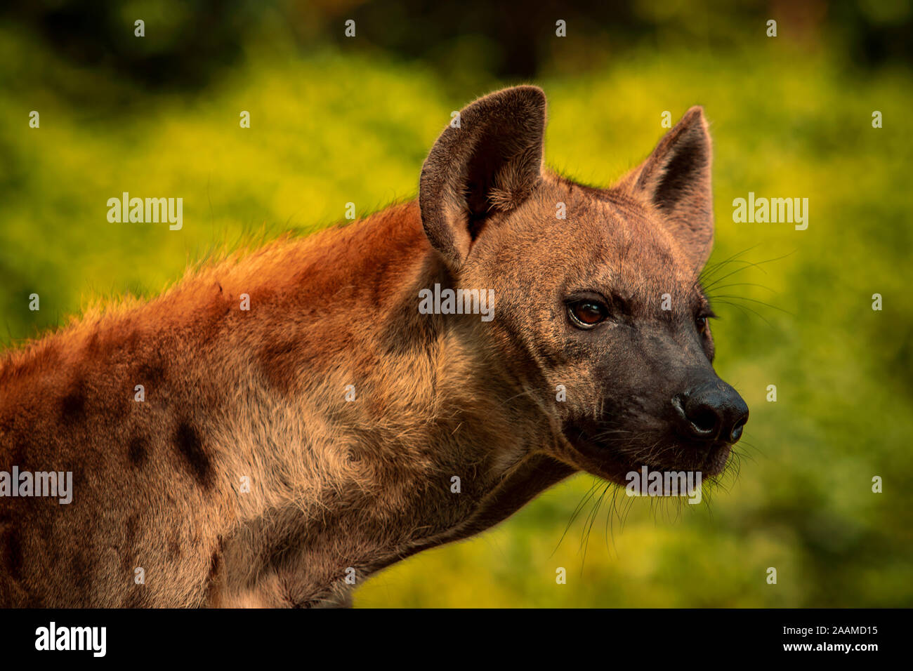 close up head of spot hyena with hunter eyes looking Stock Photo - Alamy