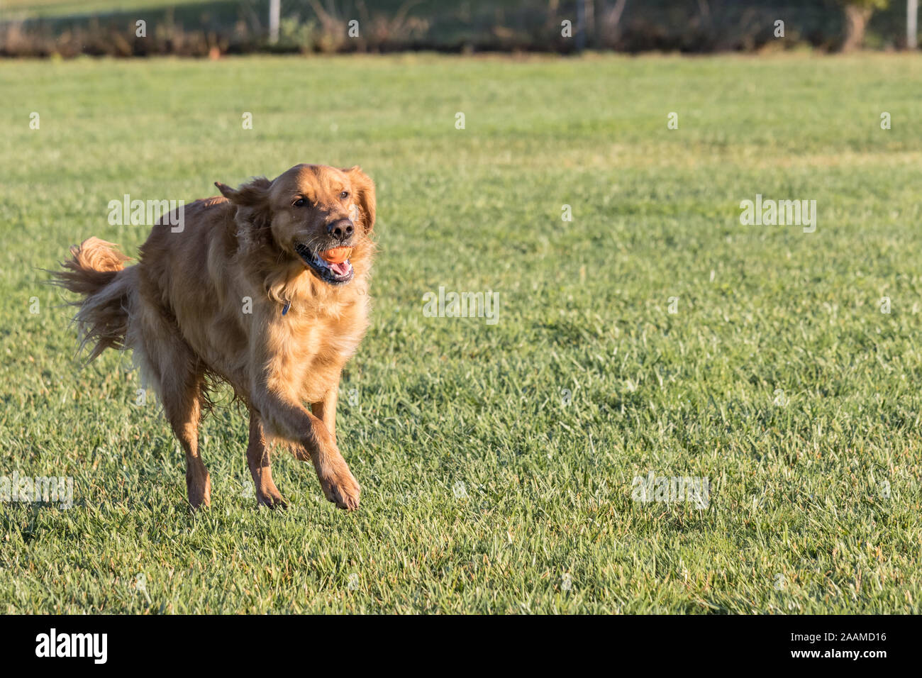 morning retriever