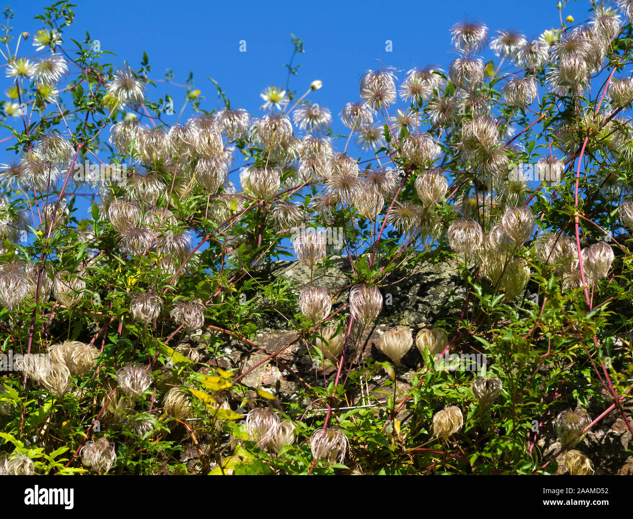 Seed heads and green leaves on a garden Clematis plant with a blue sky background Stock Photo