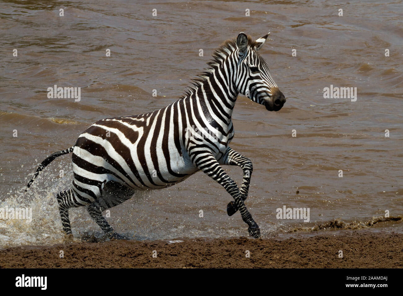 Boehm- oder Grantzebra nach der Ueberquerung des Mara River  Masai Mara, Kenia Stock Photo