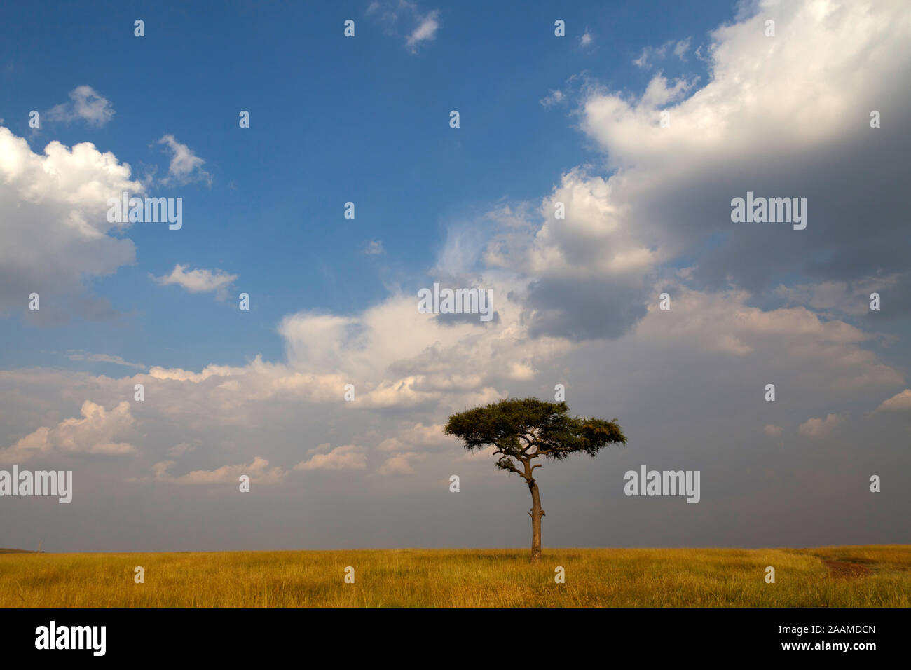einzelner Baum in der Savanne mit Wolkenstimmung Masai Mara, Kenia Stock Photo