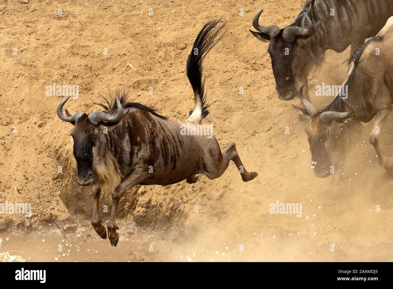 Gnu-Wanderung Stock Photo