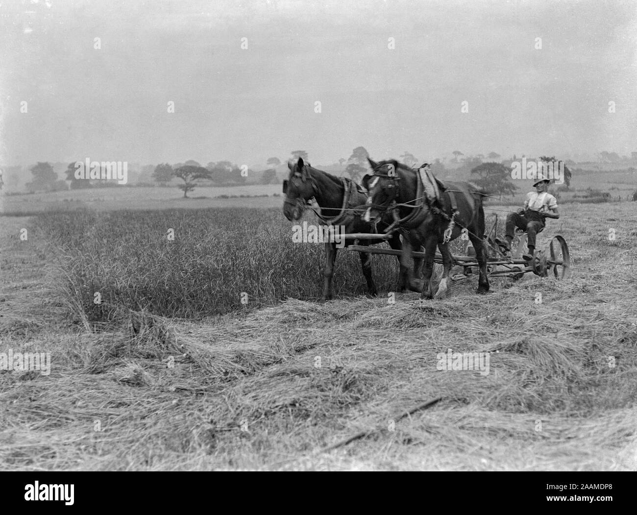 A late Victorian or early Edwardian English vintage black and white photograph showing two large horses pulling a piece of farm machinery designed to cut hay, with the farmer sitting on the machine leading the horses. Stock Photo