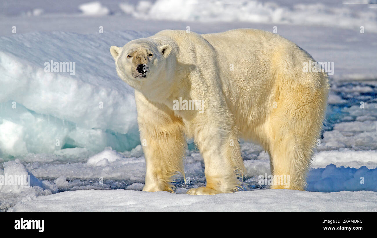 Eisbaer auf Spitzbergen Stock Photo