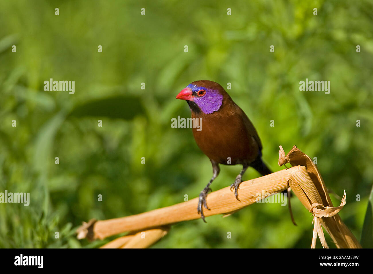 Granatastrild Uraeginthus granatina Violet eared Waxbill