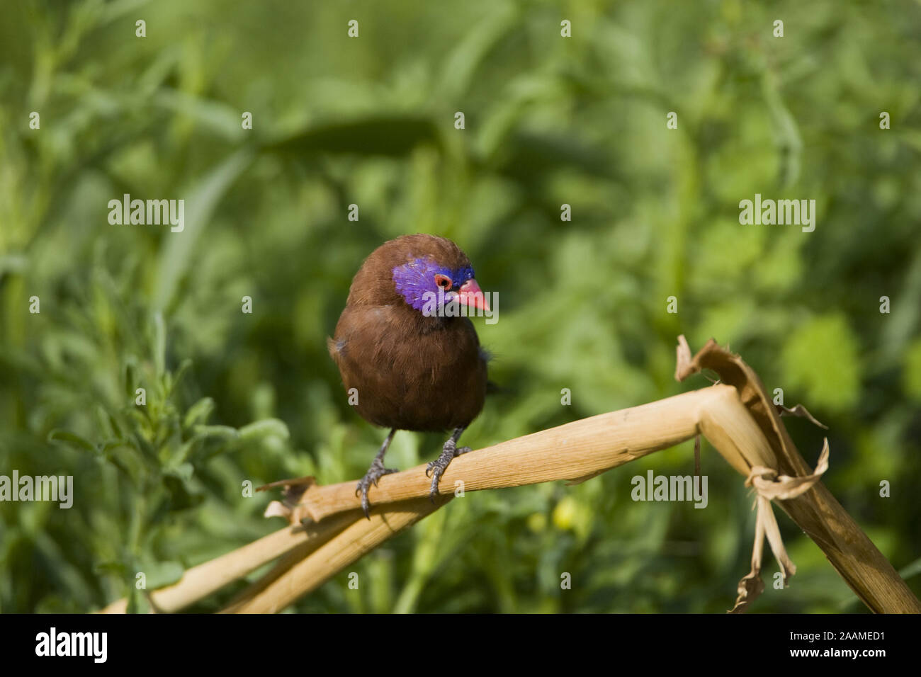 Granatastrild Uraeginthus granatina Violet eared Waxbill