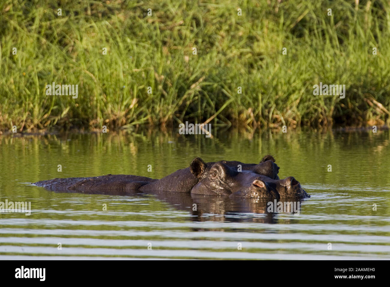 Flusspferd | Hippopotamus amphibius - Hippopotamus  schwimmend Mahango NP, Caprivi, Namibia Stock Photo