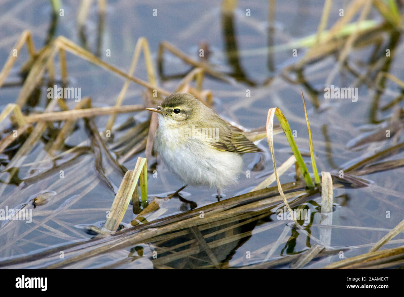 Fitis sucht Nahrung Stock Photo