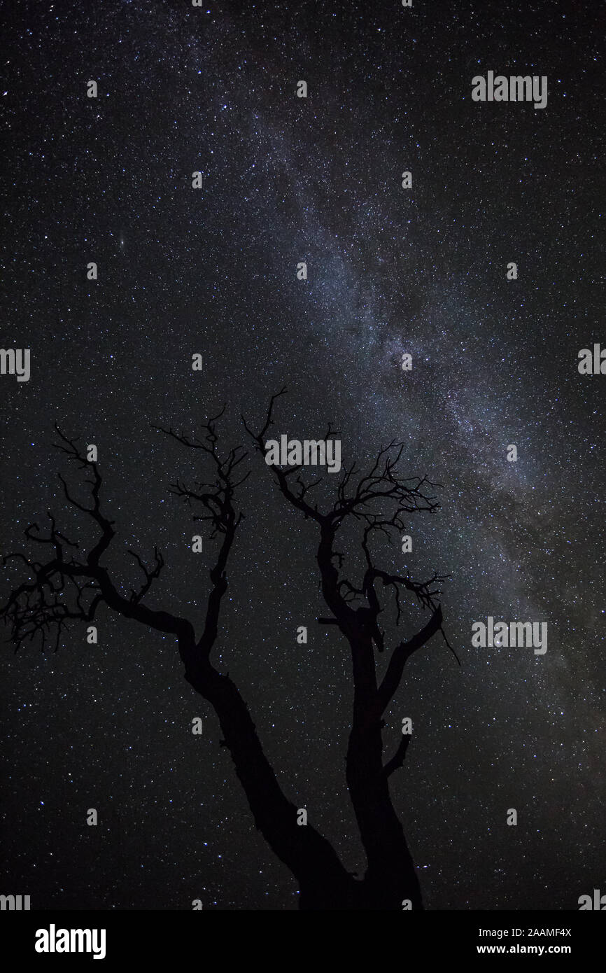 Branches of a dead Juniper tree in the southwest desert reaching toward the dark night sky full of stars. Milky Way Galaxy overhead. Stock Photo