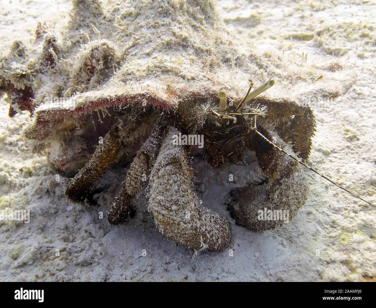 Giant Hermit Crab (Petrochirus diogenes) Stock Photo