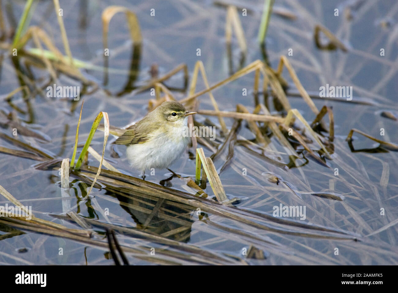 Fitis sucht Nahrung Stock Photo