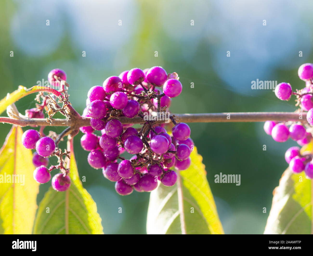 Plant with purple things that look like berries. Germany : r/whatsthisplant