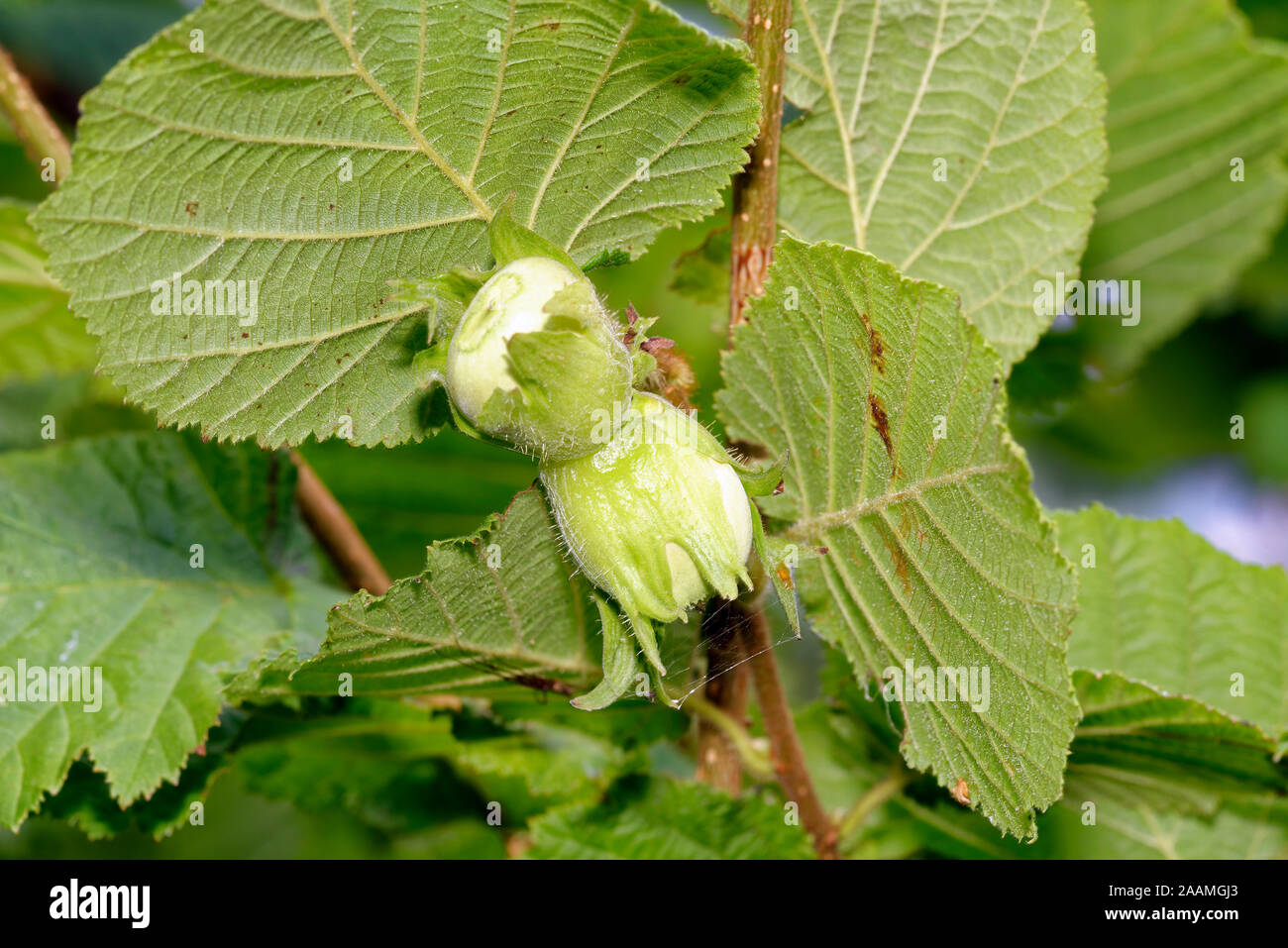 Hazel nuts and Leaves on tree Corylus avellana Stock Photo Alamy
