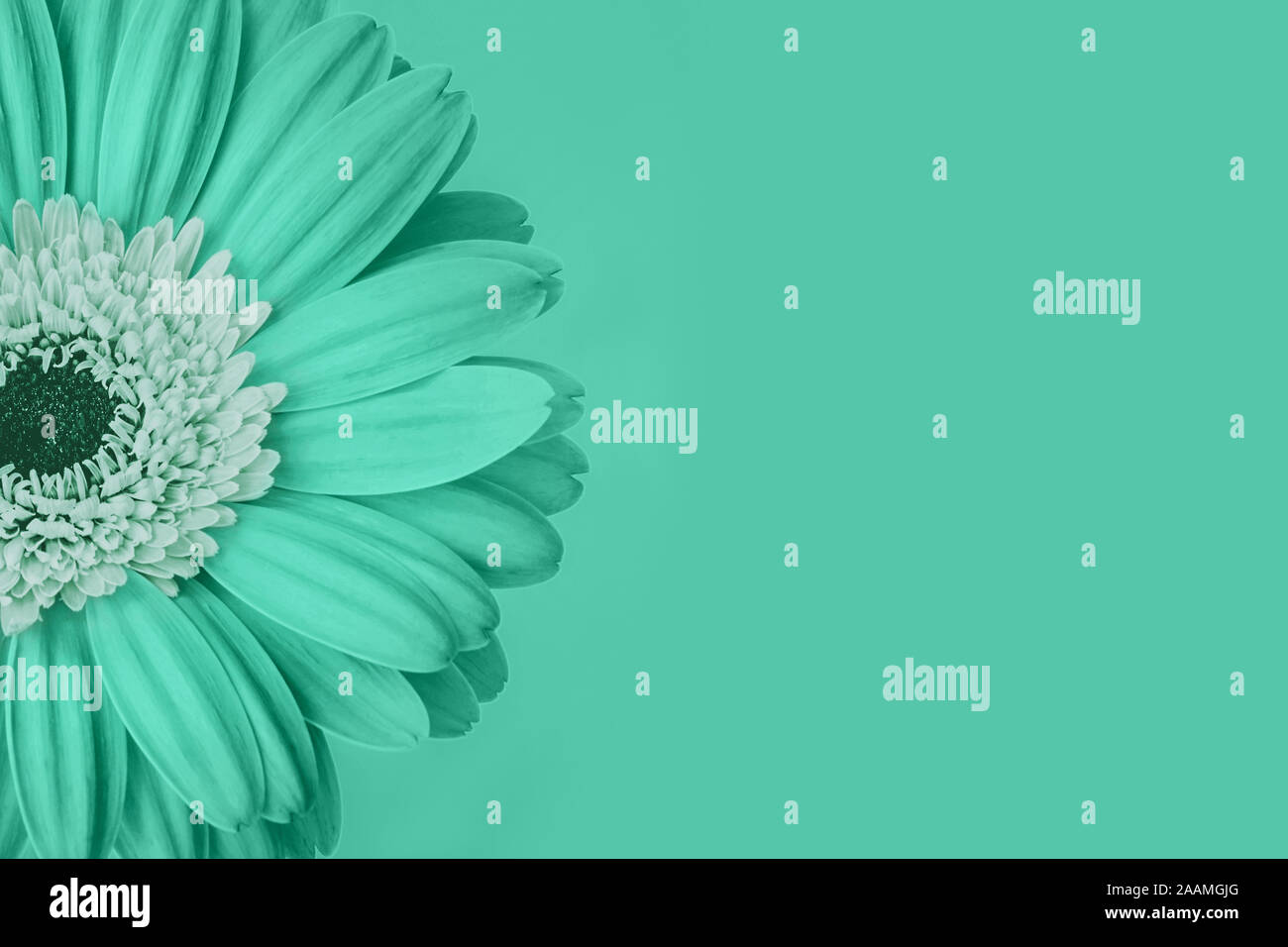 Closeup of trendy mint colored daisy flower with white center on green