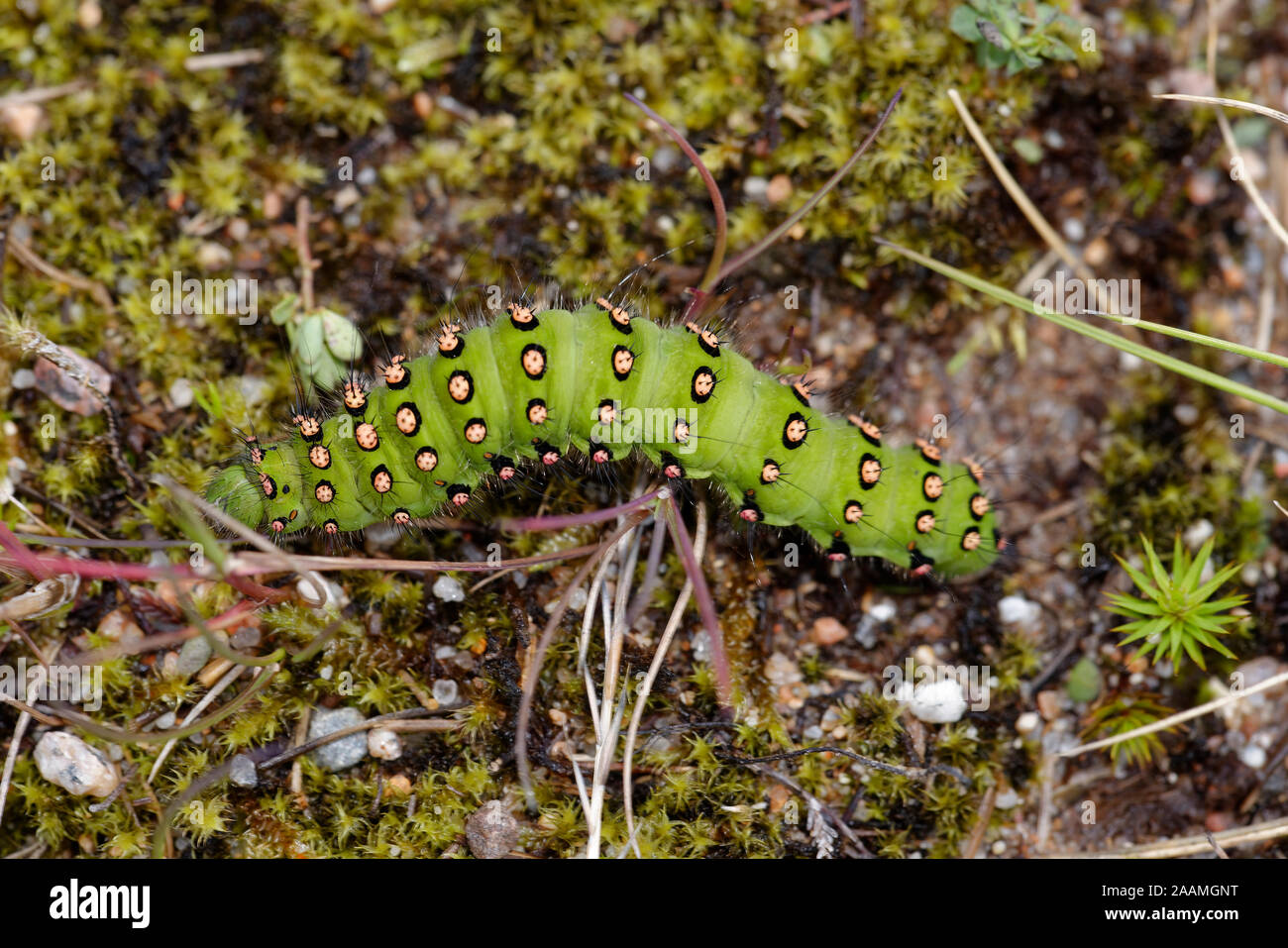 Emperor Moth caterpillar Saturnia pavonia Stock Photo Alamy