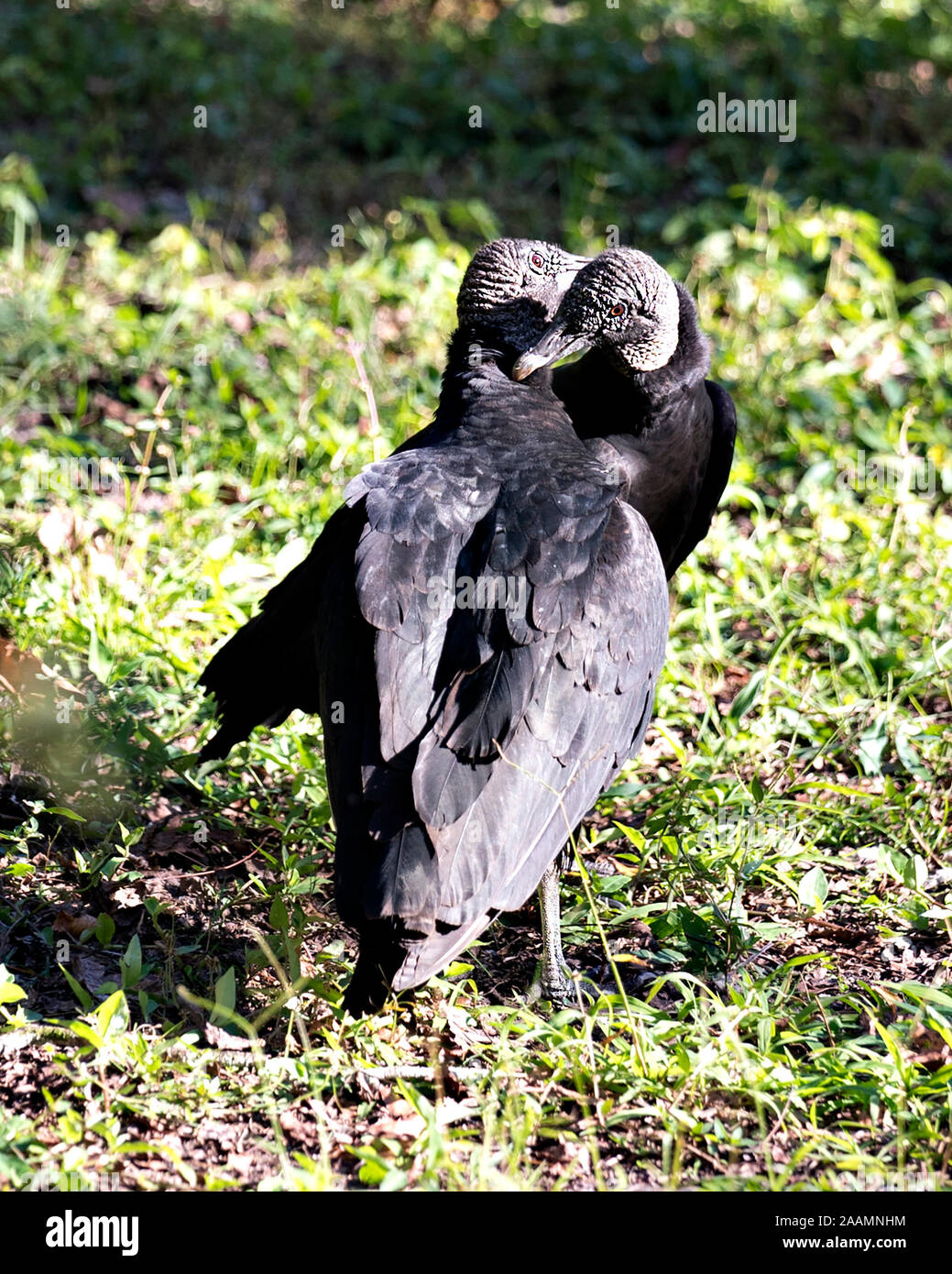 Black Vulture couple birds cuddling, embracing with a nice bokeh