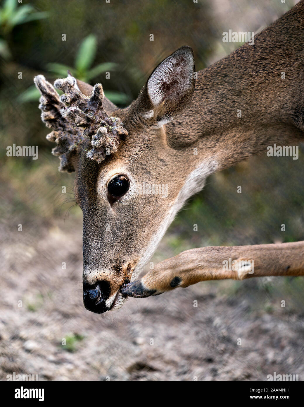 Deer animal head shot with bokeh background with a funny position scratching its mouth while exposing its head, antlers, ears, eye, mouth, nose, foot, Stock Photo