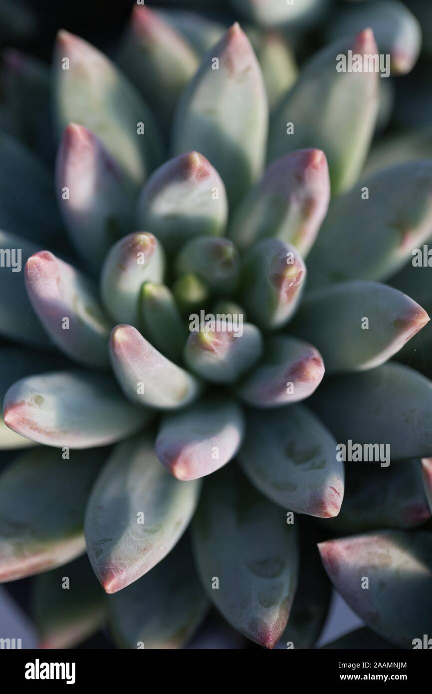zz plant for sale ZZ 'Nova Star'
