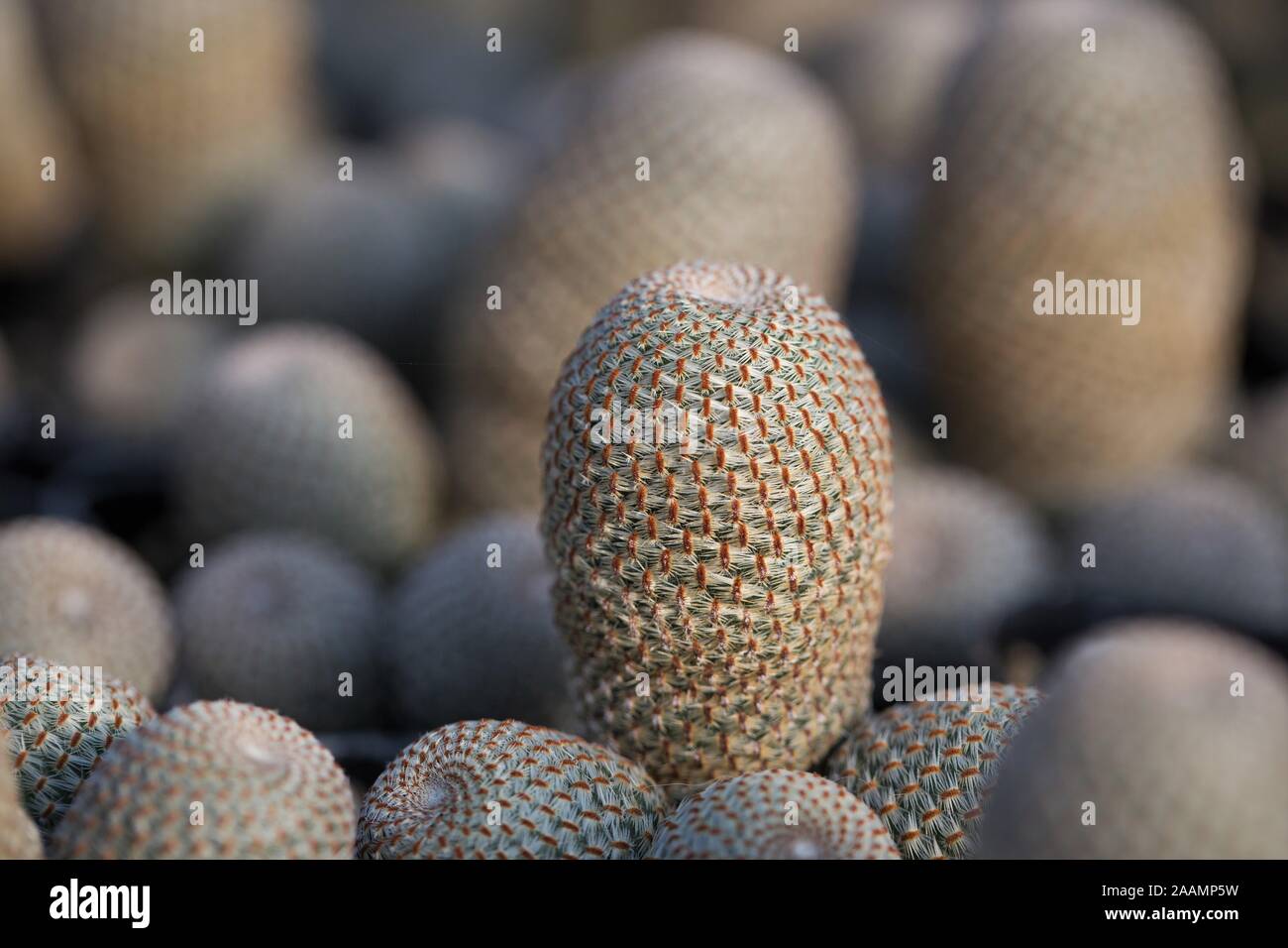 Rebutia heliosa cactus plant. Stock Photo