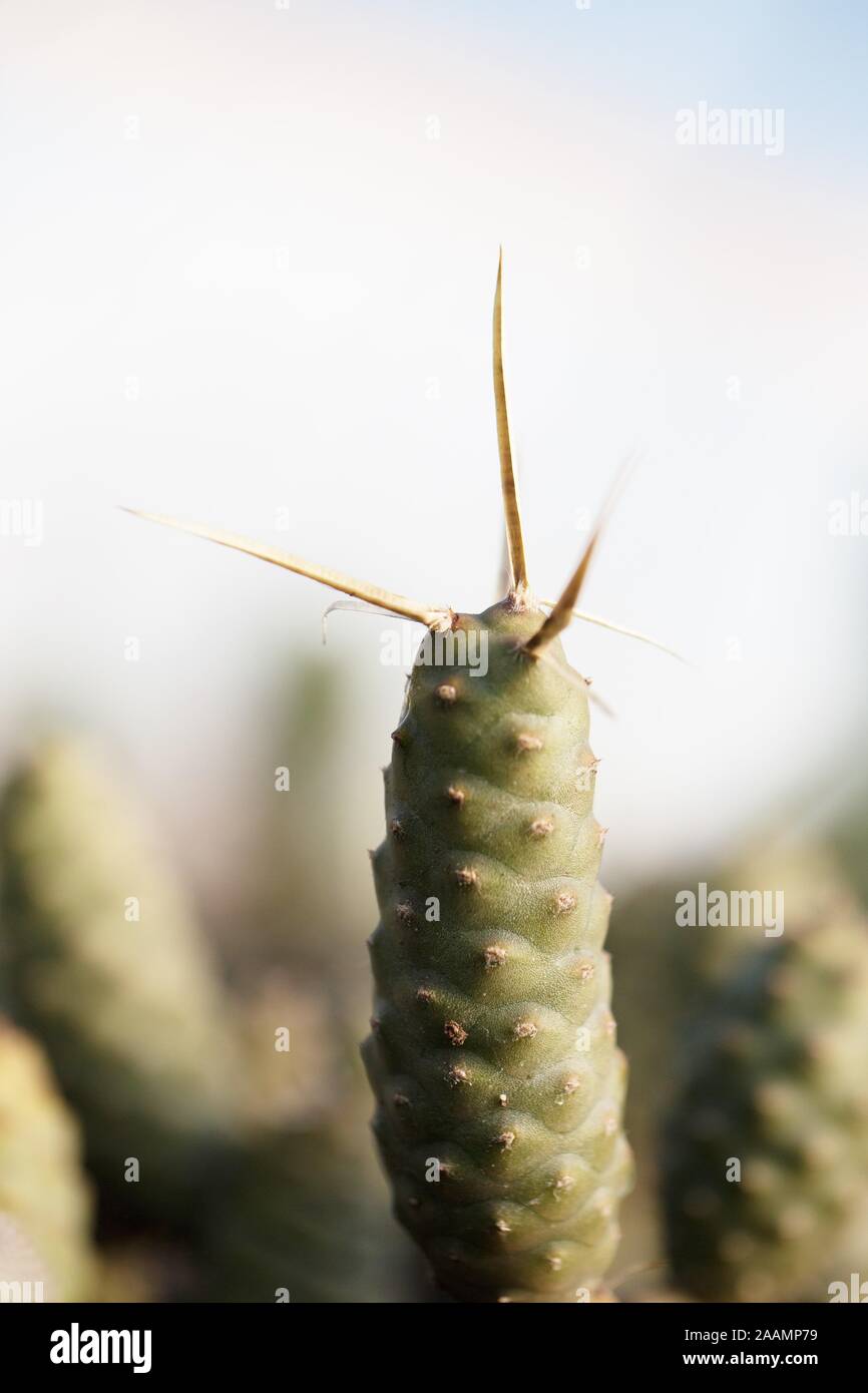 Tephrocactus articulatus var. strobiliformis cactus plant. Stock Photo