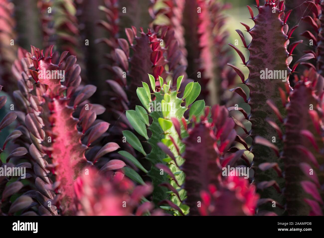 Jual Kaktus Euphorbia Trigona Rubra Red Ka60 Kab Bantul Bella Spina Cactus Gell Tokopedia