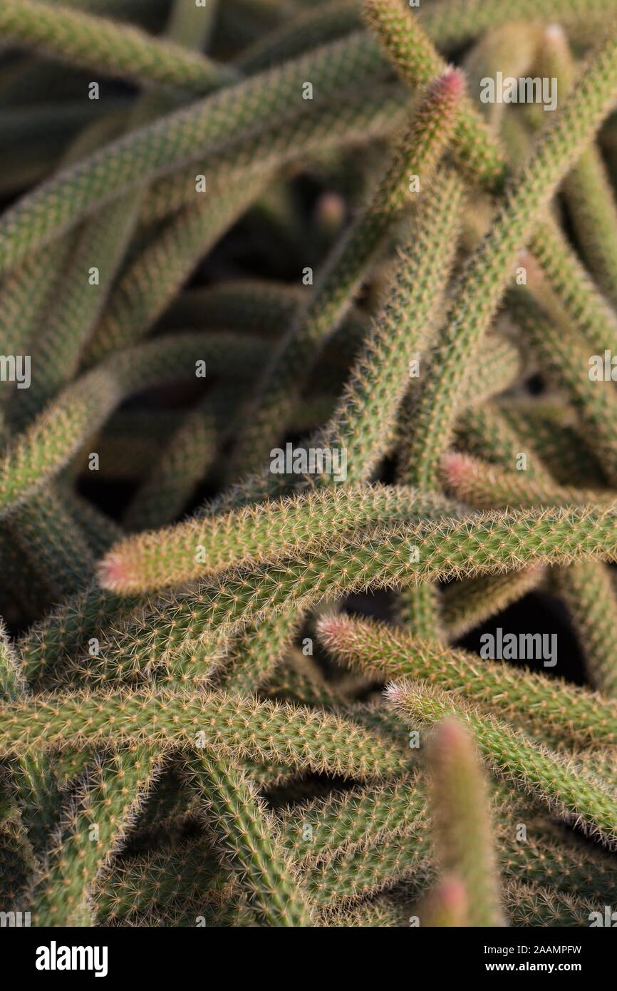 Aporocactus flagelliformis cactus. Stock Photo