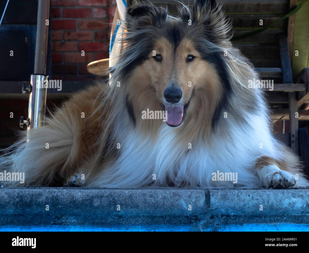 Beautiful Rough Coasted sable collie sitting by the swimming pool Stock Photo