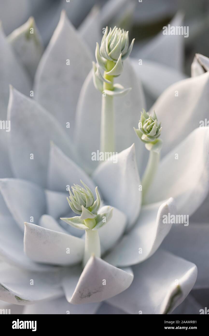 Dudleya brittonii Giant Chalk Dudleya plant Stock Photo Alamy
