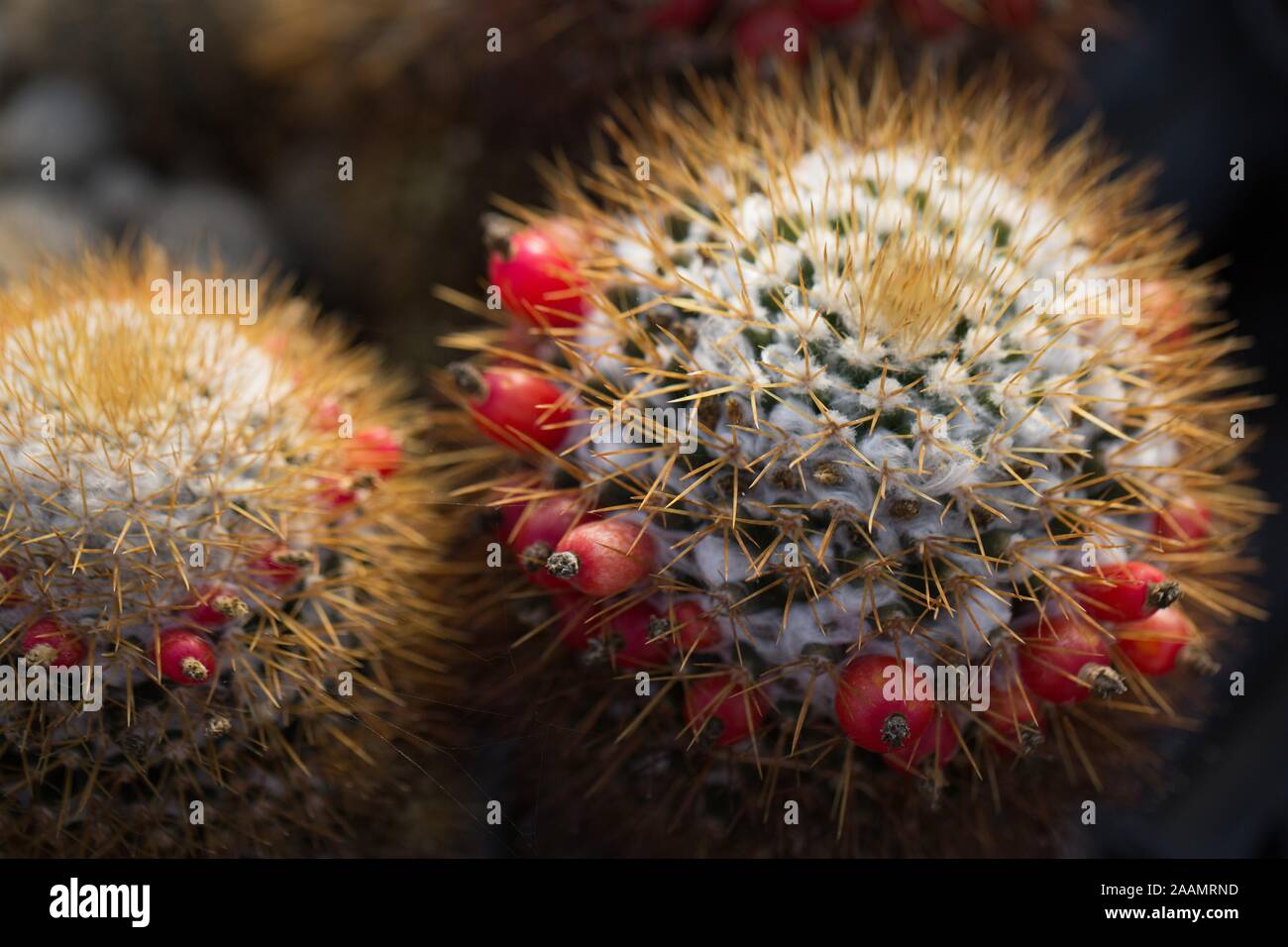 Mammillaria nivosa cactus plant. Stock Photo
