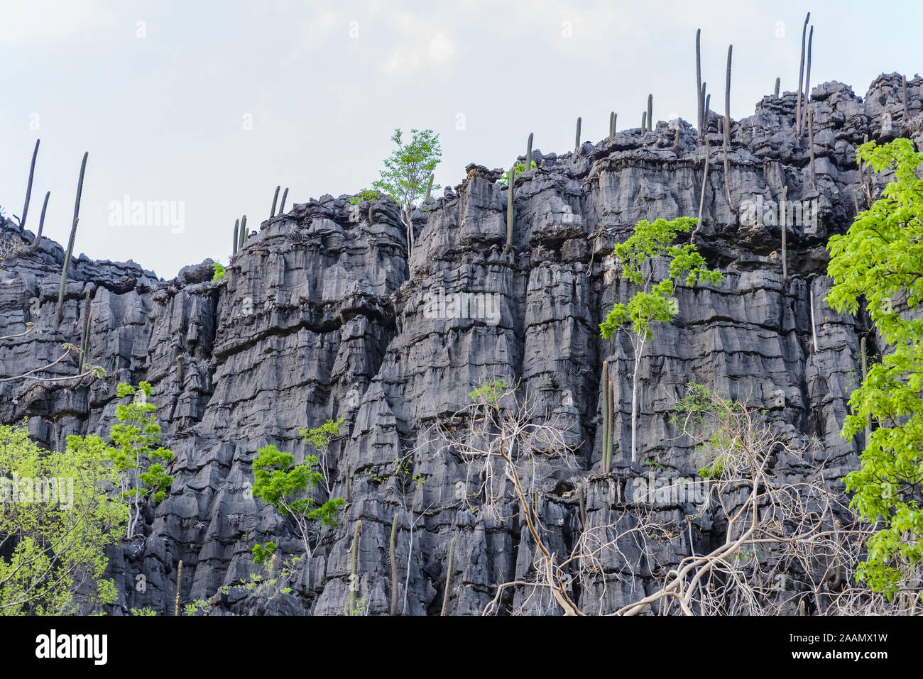 Limestone cliff with large cacti in arid Cerrado. Bahia, Brazil, South America. Stock Photo