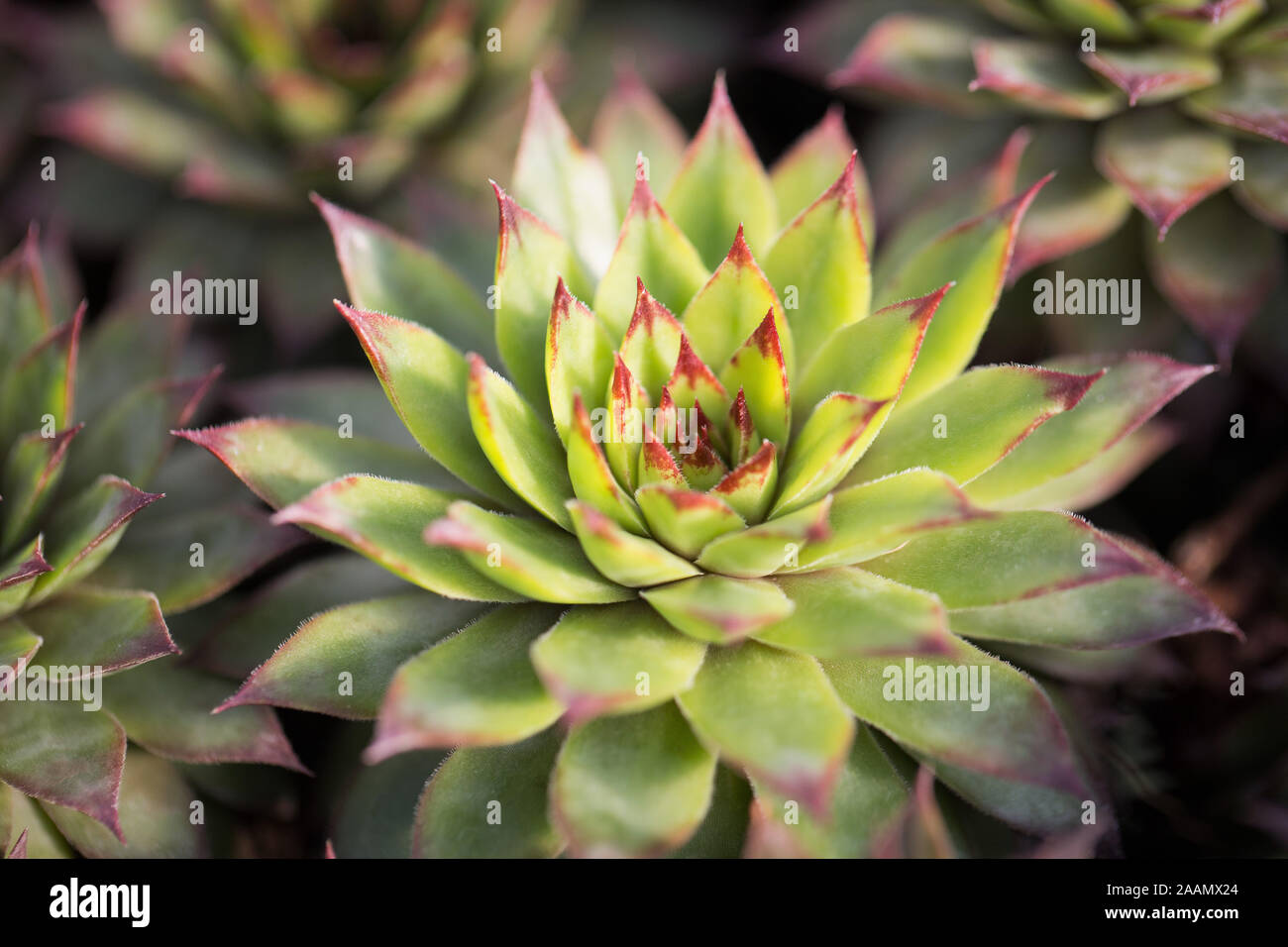 Echeveria Agavoides High Resolution Stock Photography And Images Alamy