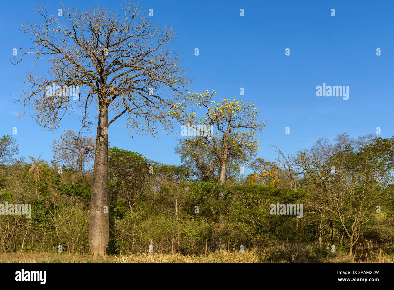 Trees with thick trunk and yellow flowers, resemble Baobab (Adansonia ...