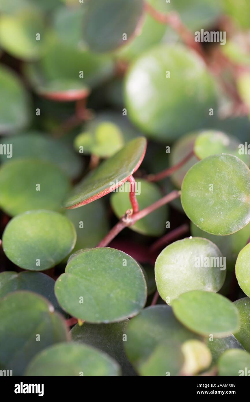 Close up of Peperomia Ruby Cascade plant. Stock Photo