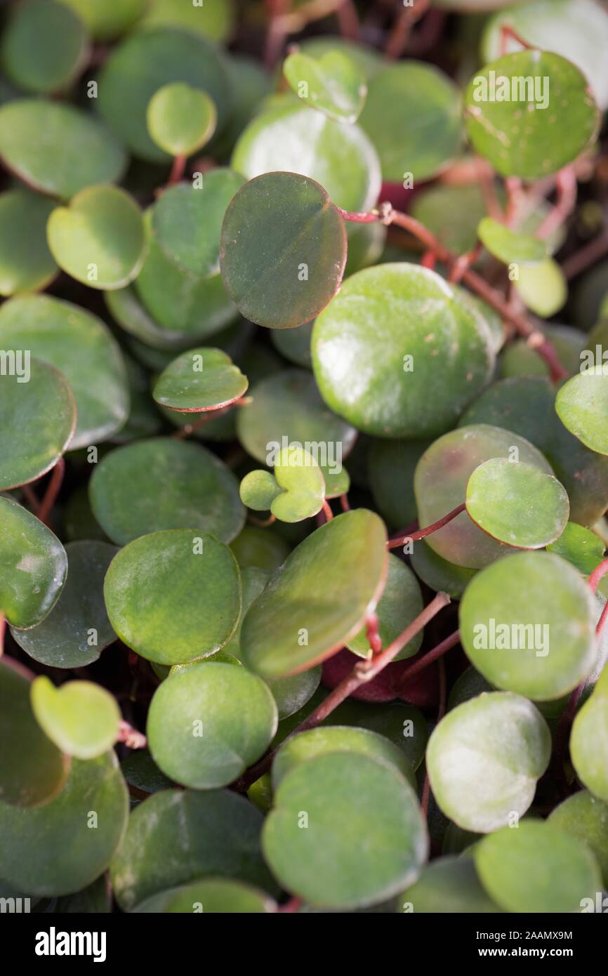Close up of Peperomia Ruby Cascade plant. Stock Photo