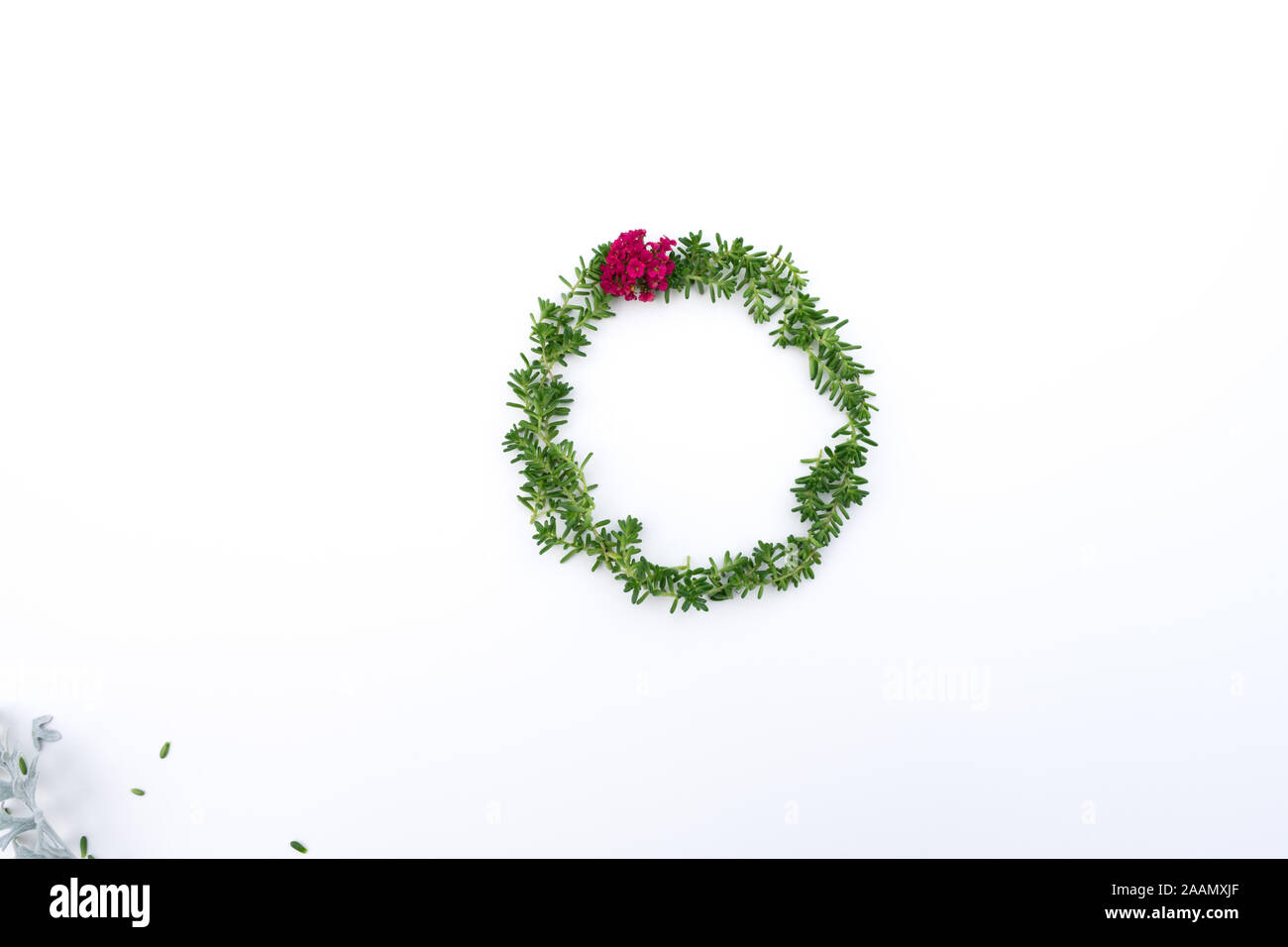 Abstract Christmas wreath with succulents and red yarrow on minimalist white background, creative flatlay, conceptual, room for copy, view from above Stock Photo